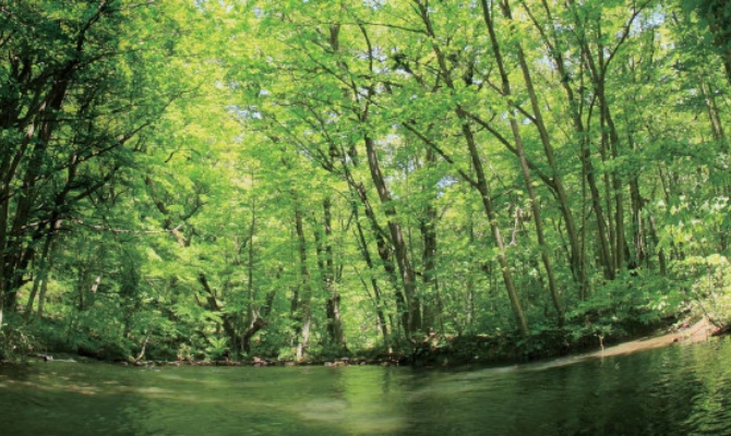 フソウの森（東京都水道水源林）の保全活動